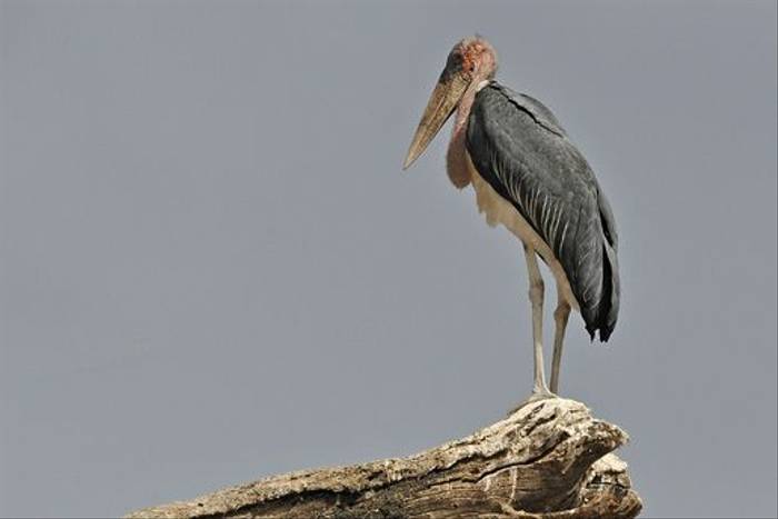 Marabou Stork (Tim Melling)