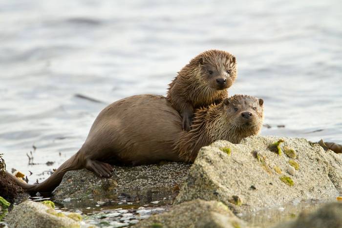 European otters (Lutra lutra) shutterstock_169588439.jpg