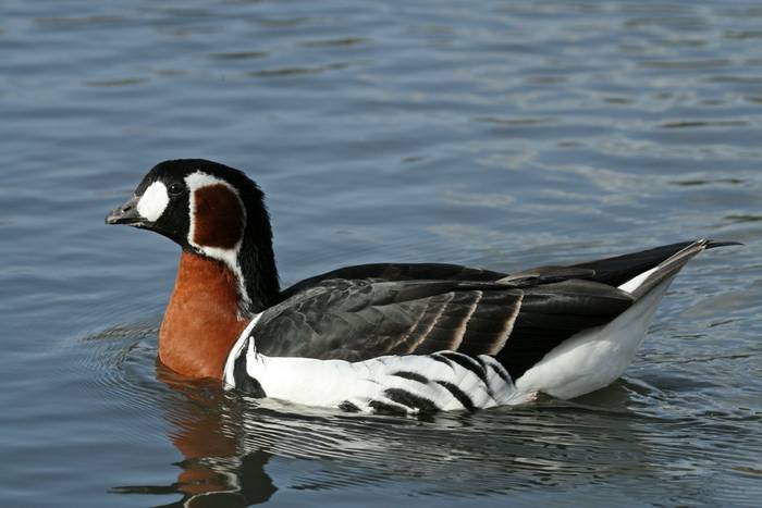 Red-breasted Goose shutterstock_1049441819.jpg