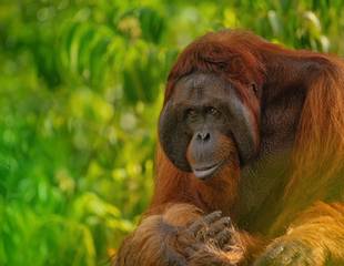 Borneo's Orangutans