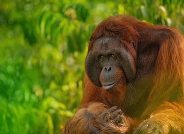 Borneo's Orangutans