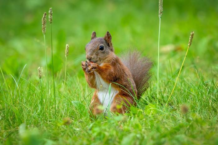 Red Squirrel (Will Crombie)