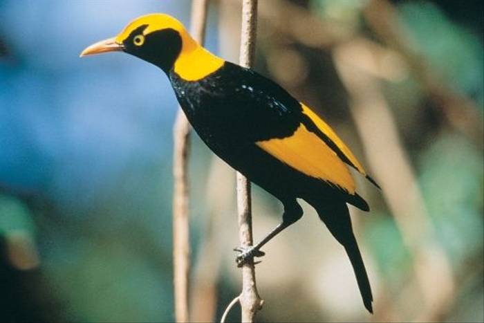 Regent Bowerbird male, Queensland