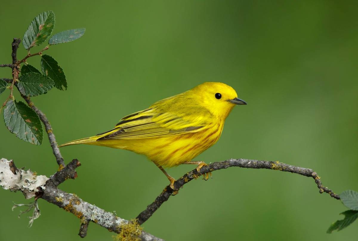 Yellow Warbler shutterstock_1217784496.jpg