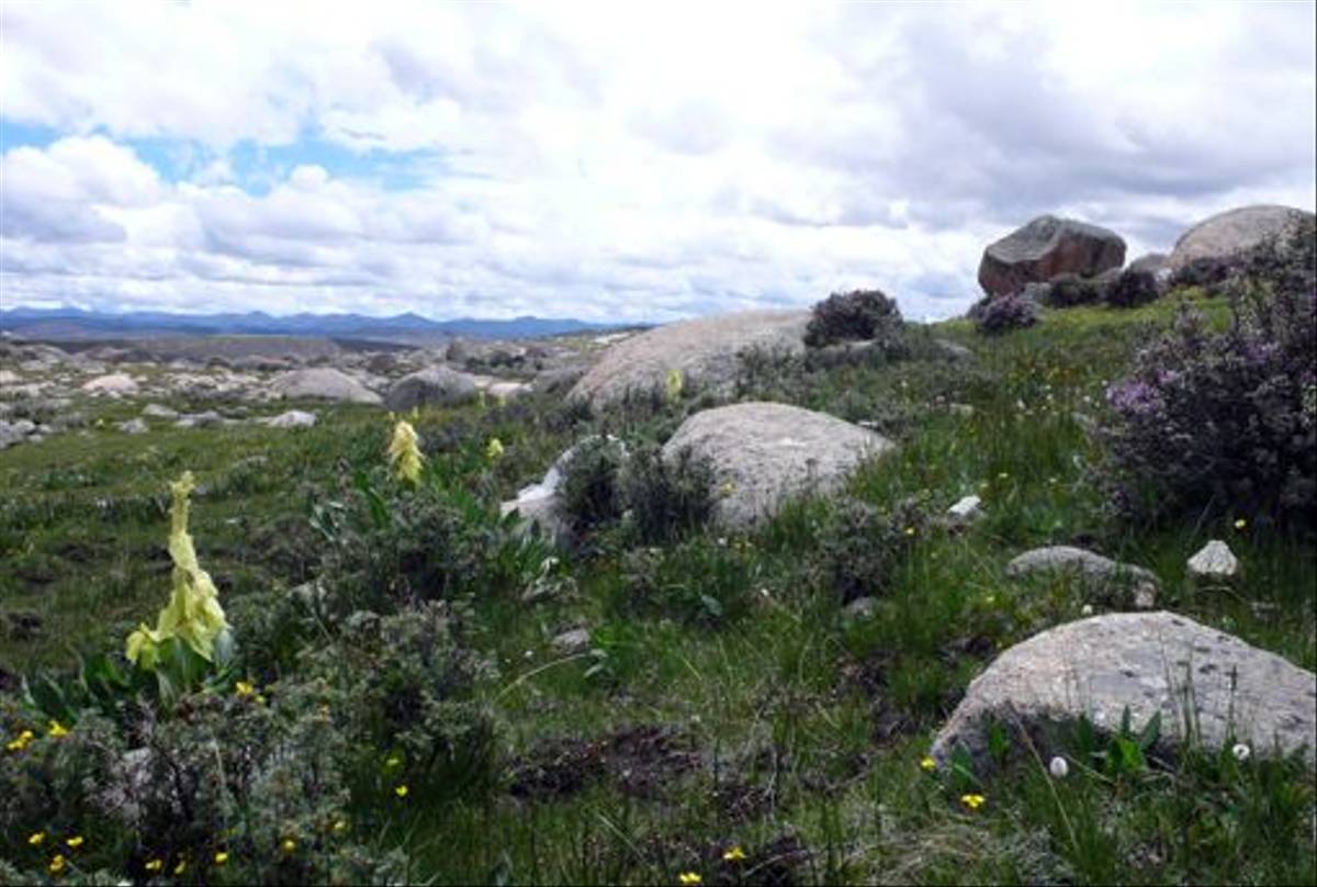 Rheum alexandrae, north of Sangdui (Phillipe de Spoelberch)