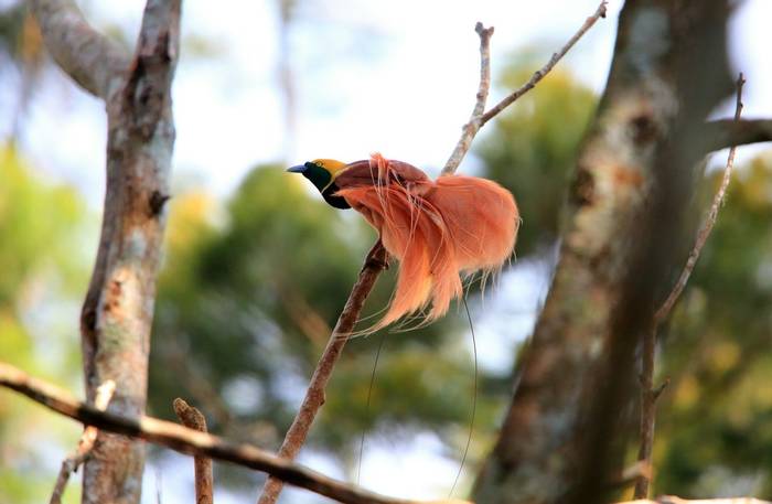 Ragiana Bird-of-paradise, Papua New Guinea shutterstock_1109059799.jpg