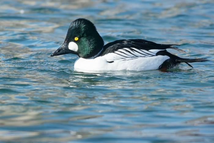 Goldeneye shutterstock_256909102.jpg