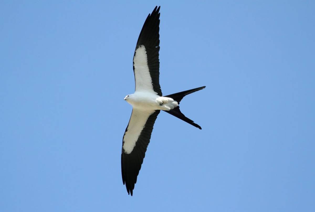 Swallow-tailed Kite