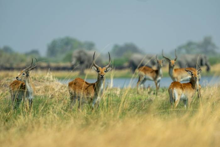 Lechwe © Will Crombie, October '25 tour.jpg