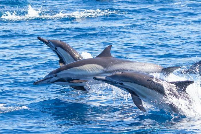 Common Dolphins (Sara Frost).jpg