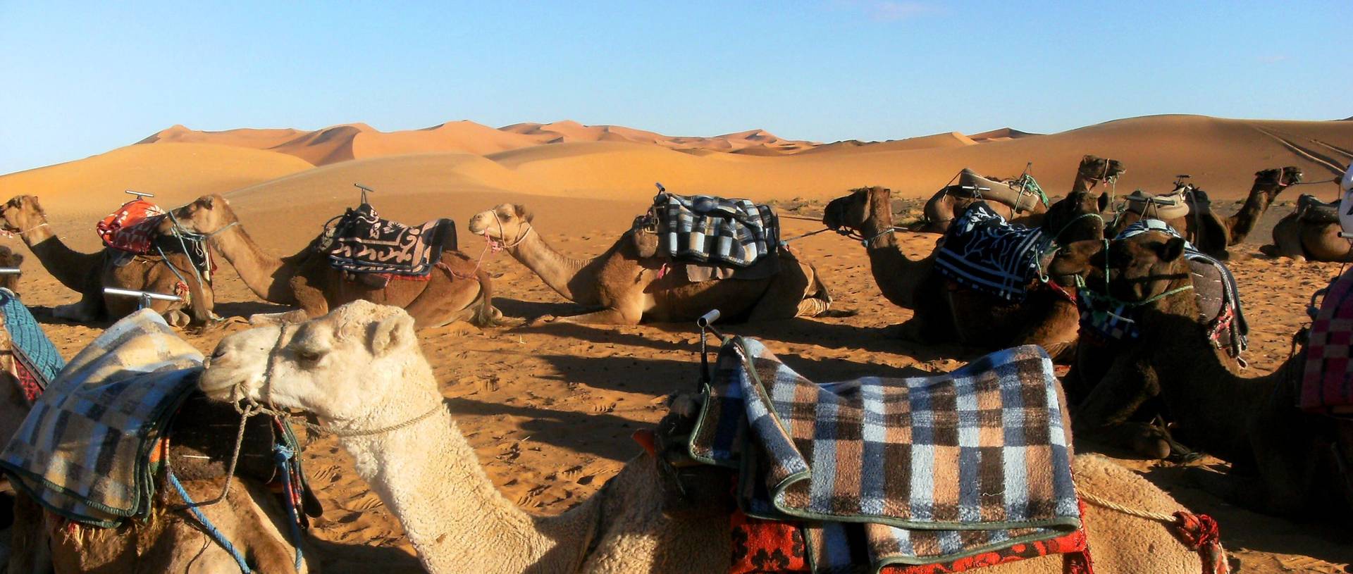 Camels, Ready For Our Trek Into The Desert