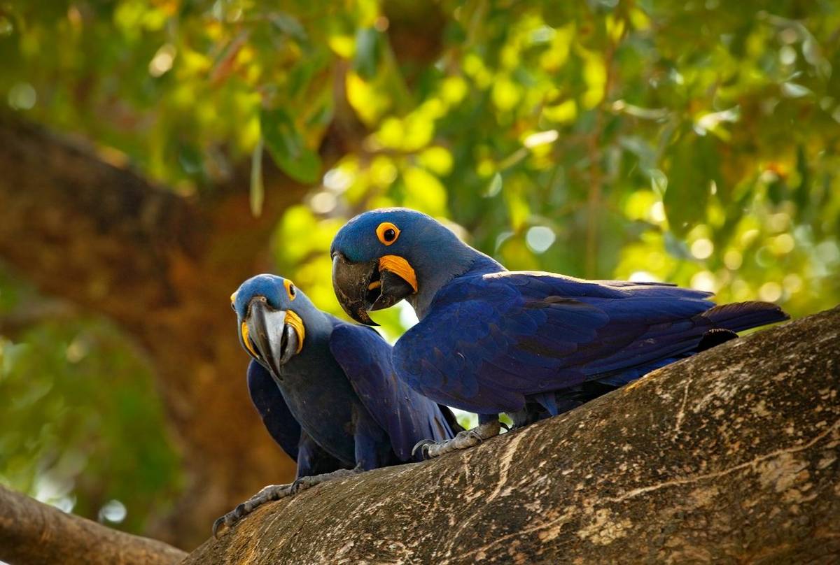 Hyacinth Macaws, Brazil Shutterstock 388186888