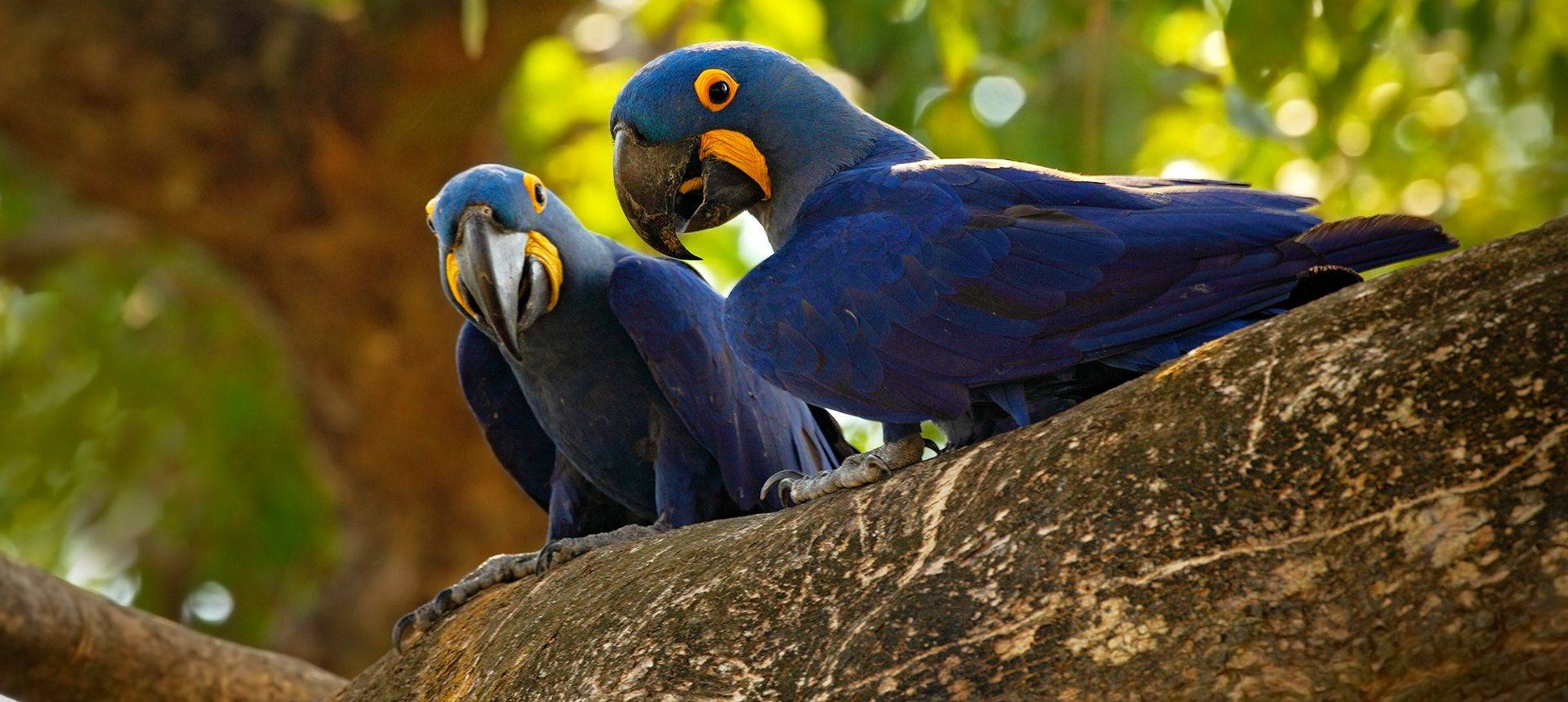Hyacinth Macaws, Brazil Shutterstock 388186888