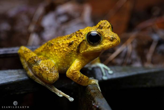 Kajika Frog (Buergeria buerger) © Mark Thorpe