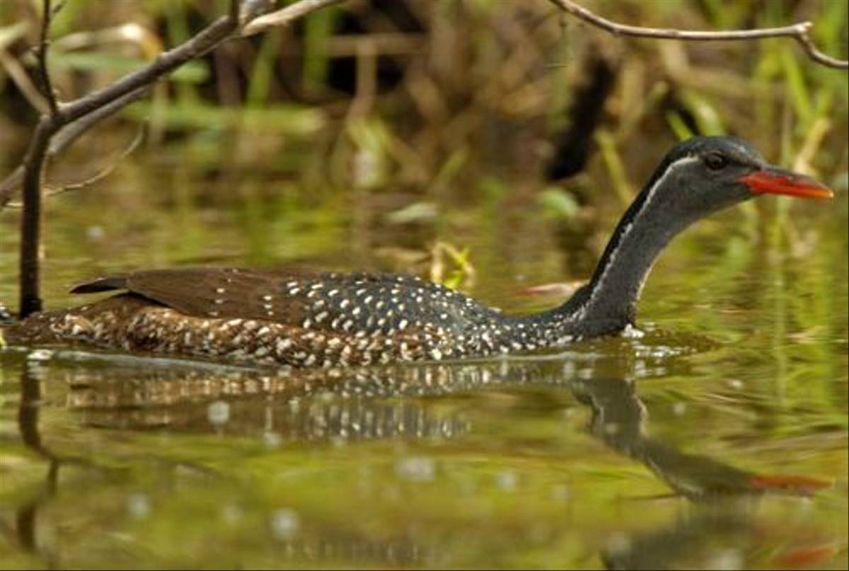 African Finfoot (Peter Price)