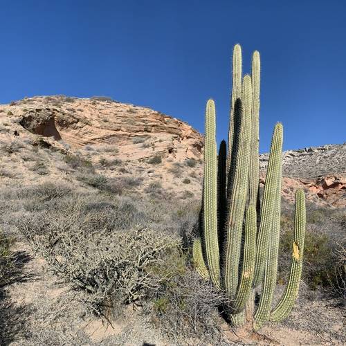 Desert, Baja California