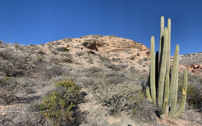 Cacti on desert walk (Sara Frost).jpg