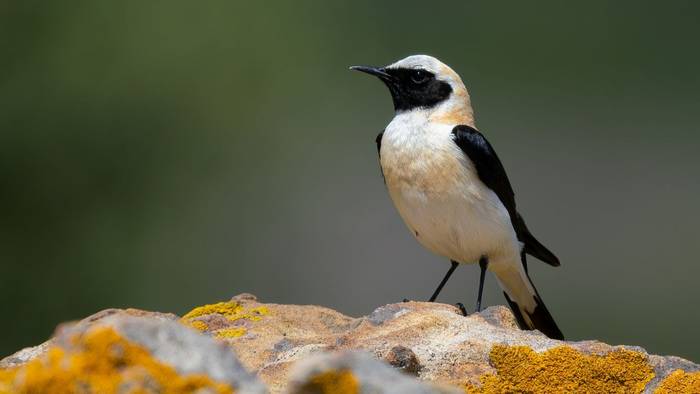 Western Black-eared Wheatear.jpg