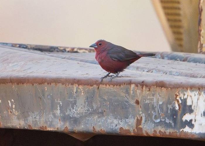 Mali Firefinch, Ian Curran.jpg
