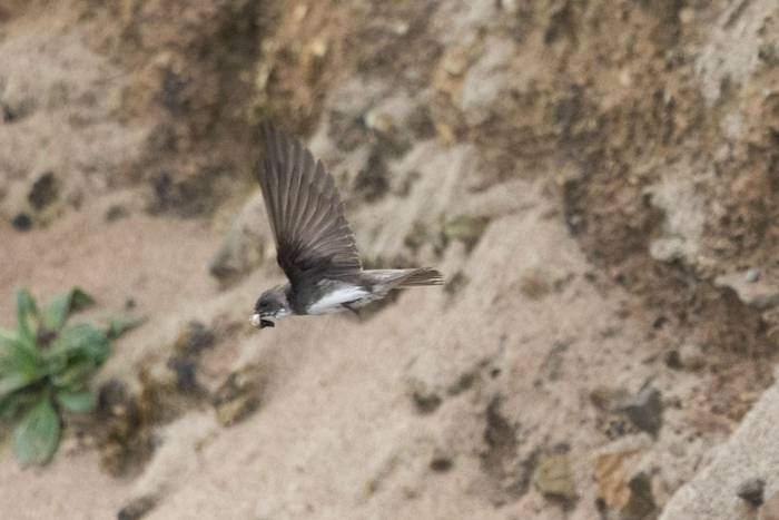 Sand Martin (Sara Frost).jpg