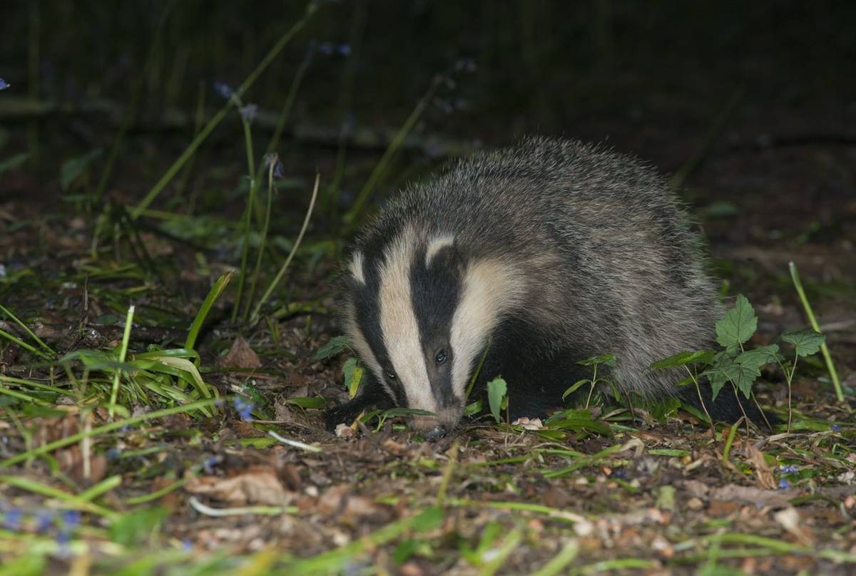 European Badger