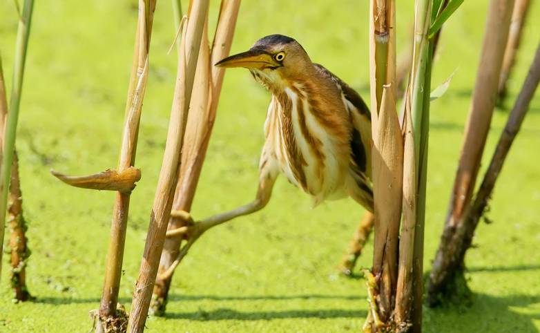 A female little bittern neatly sneaks up to the prey from the reed