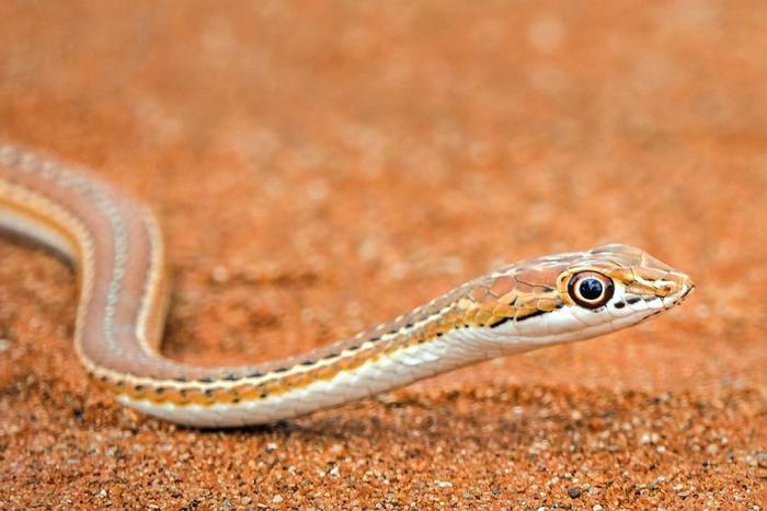Karoo Sand Snake (Psammophis notostictus) © Russell Scott, January 2023 tour