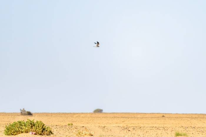 Montagu's Harrier © Adam Court, March 2026 tour