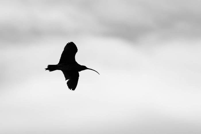 Curlew, North Ronaldsay (Sara FRost) (2).jpg
