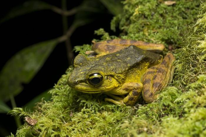 Kiau Borneo Frog (Meristogenys kinabaluensis) © C.Ryan