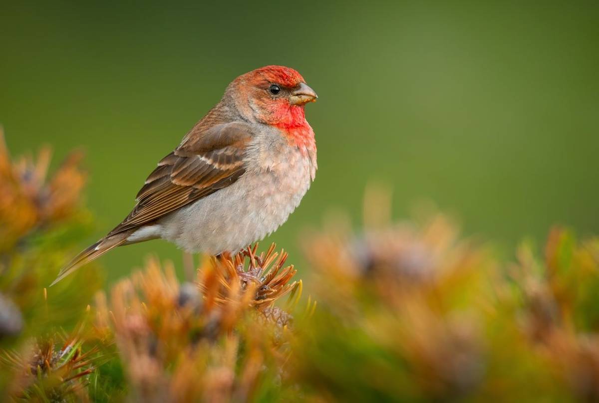 Common Rosefinch