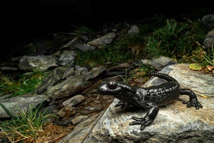 Alpine Salamander (Salamandra atra) © Simone Giachello