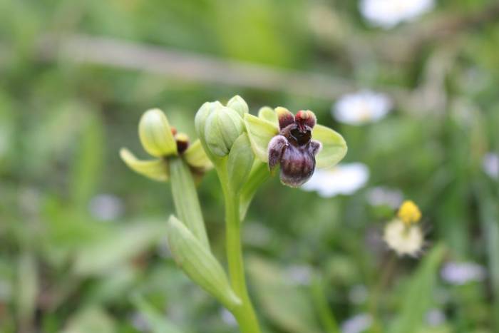 Ophrys bombyliflora © Mr M-A Dakhli