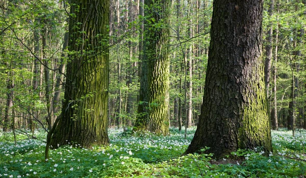Bialowieza Forest, Poland Shutterstock 45562645