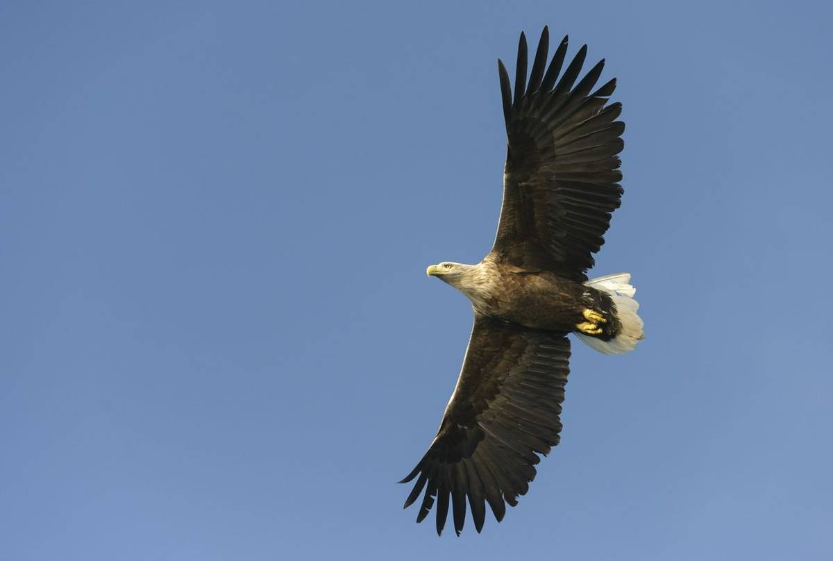 White-tailed Eagle