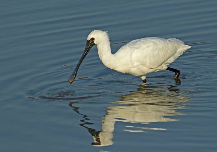 Spoonbill shutterstock_1424392961.jpg