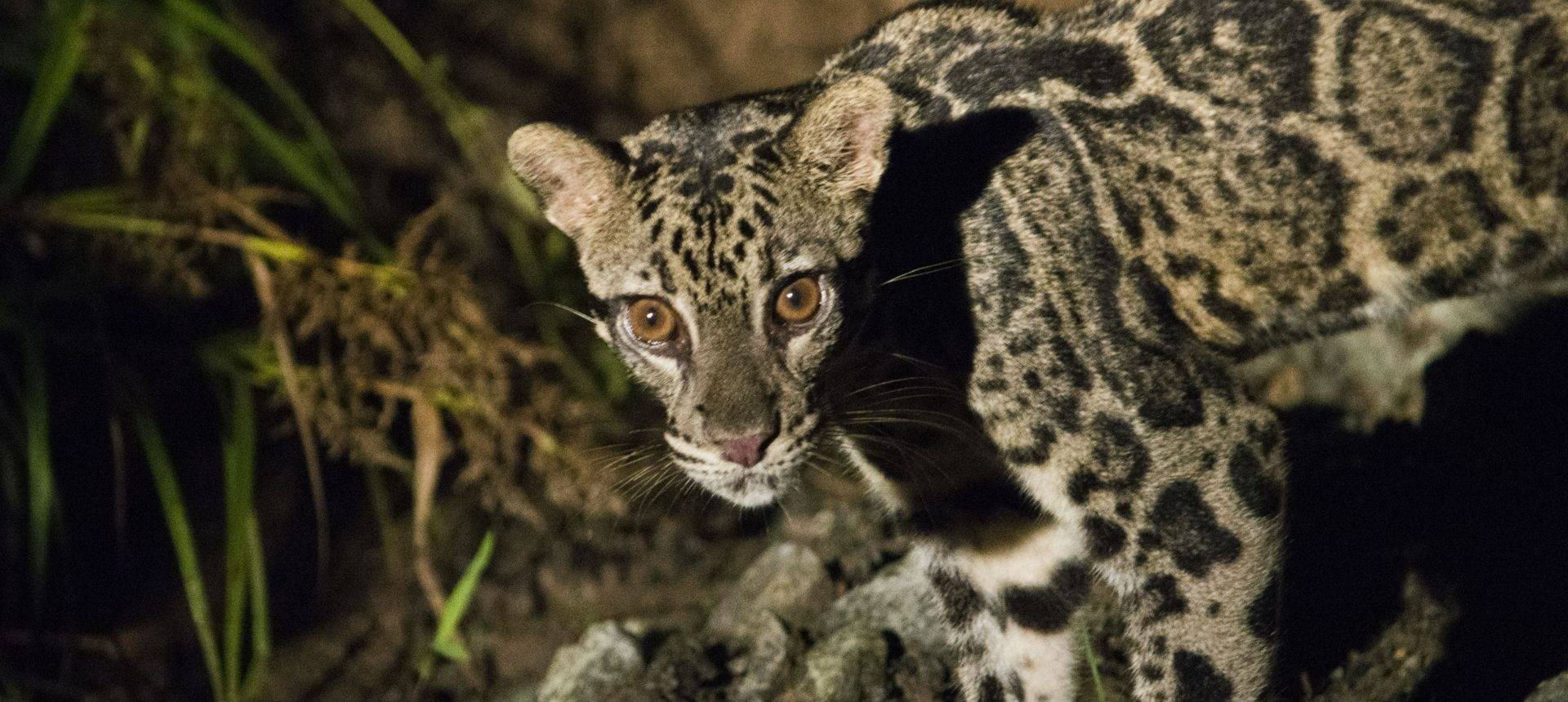 Clouded Leopard (Chris Still)