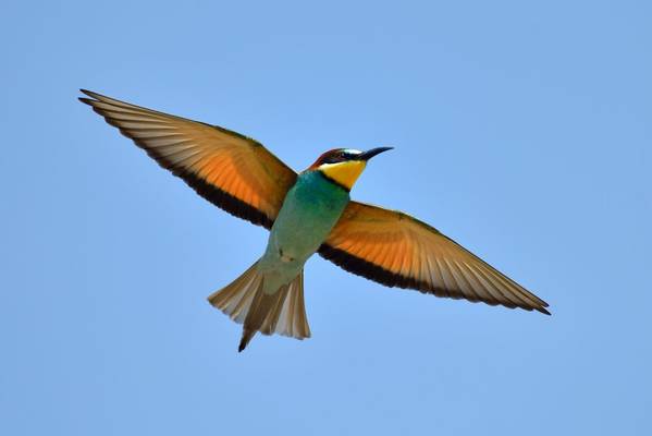 European Bee-eater shutterstock_274488464.jpg