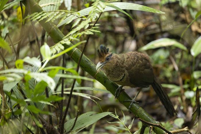 Rufous-vented Ground Cuckoo © Oliver Smart, April 2026 tour