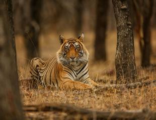 Temples & Tigers - The Best of Northern India