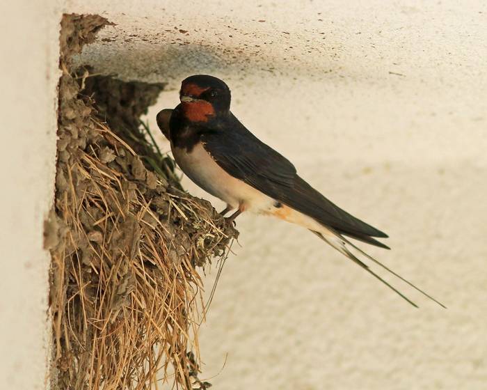 Barn Swallow at nest (R. Davidson)