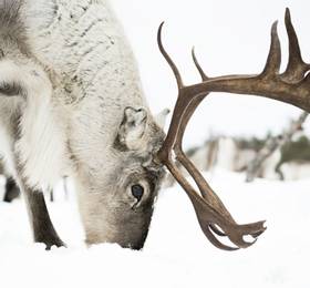  Reindeer farm visit and free evening