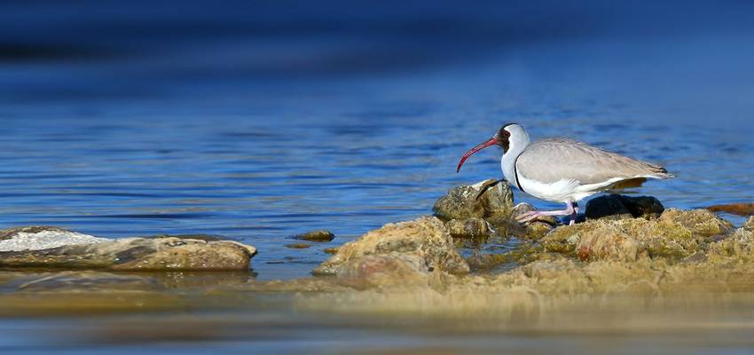 Ibisbill shutterstock_661788145.jpg