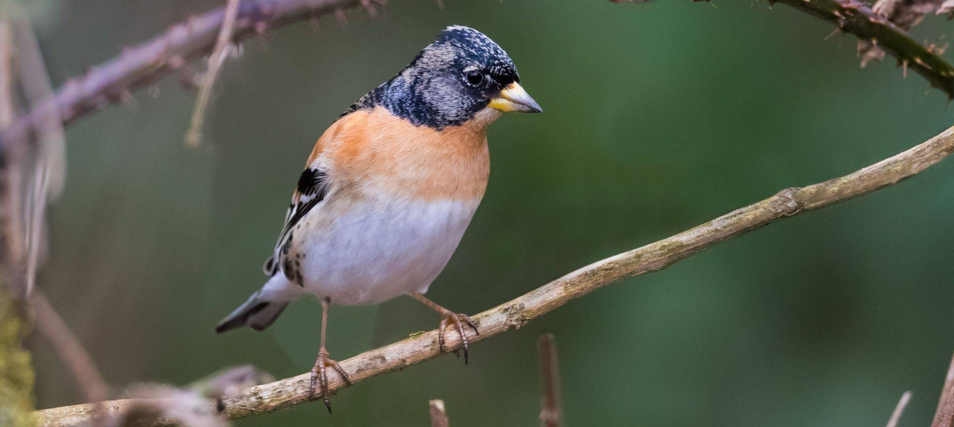 Brambling Shutterstock 1066202234