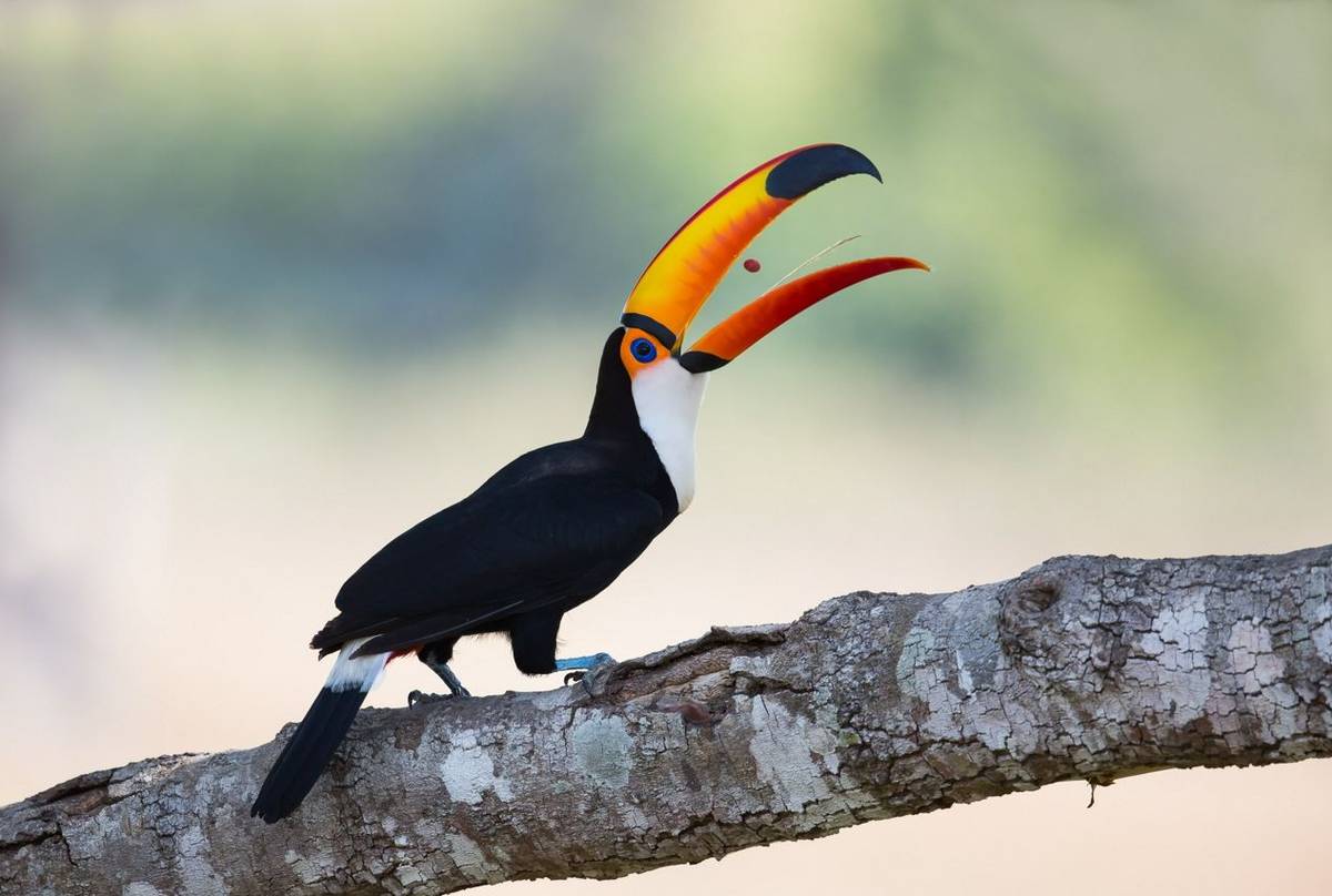 Toco Toucan, Brazil, Shutterstock 340673660