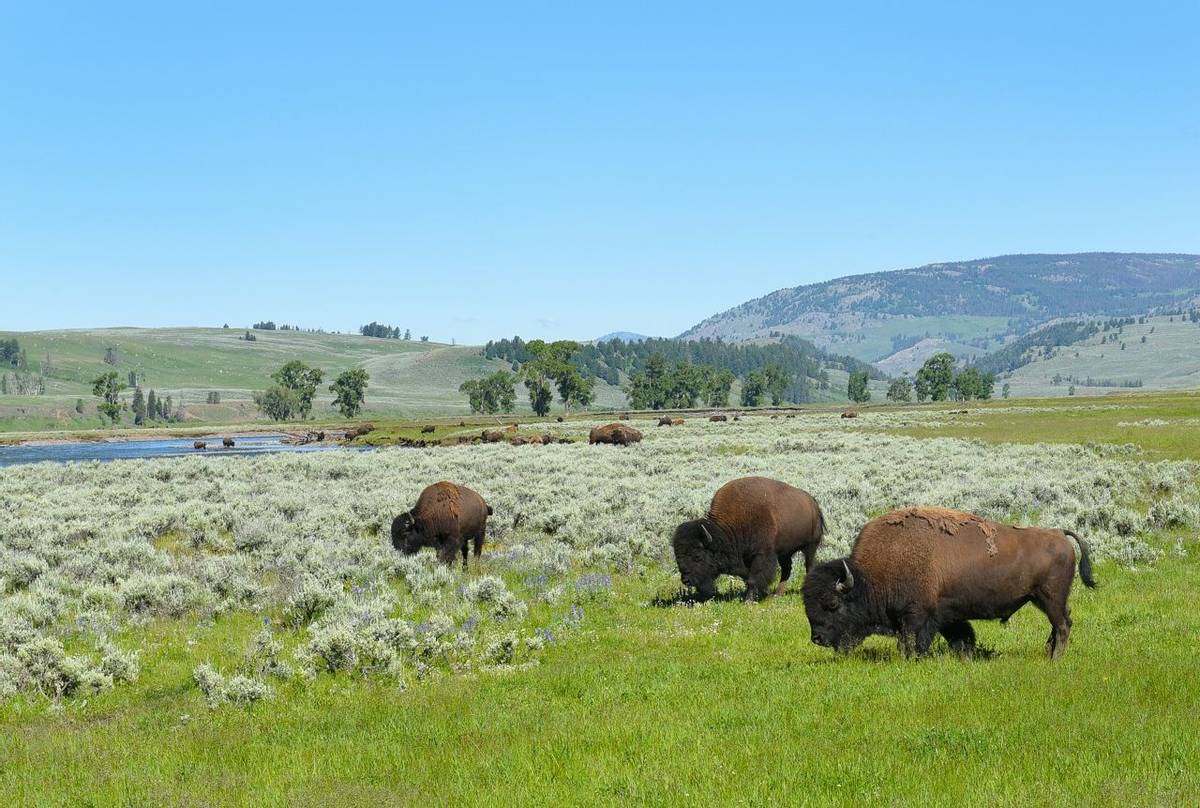 Bison Lamar Valley Yellowstone Shutterstock 672878734