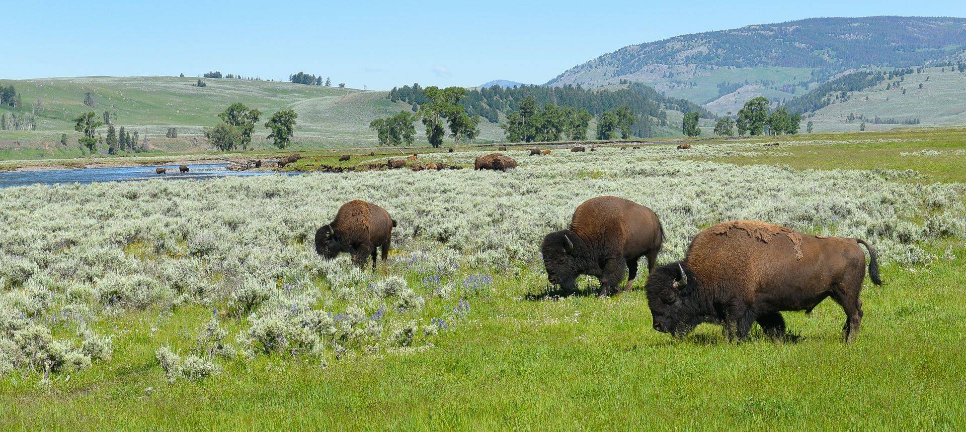 Bison Lamar Valley Yellowstone Shutterstock 672878734