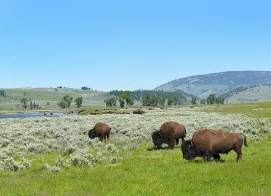 Bison Lamar Valley Yellowstone Shutterstock 672878734