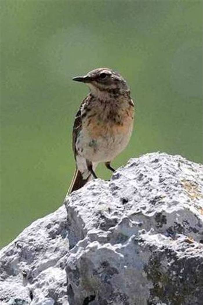 Water Pipit (Andrew Cleave)
