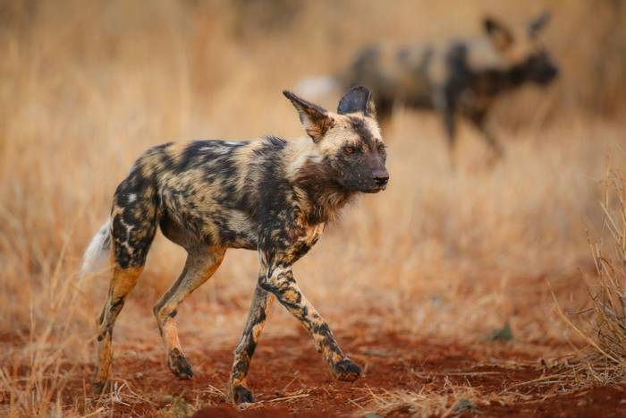 Wild Dog shutterstock_207699004.jpg